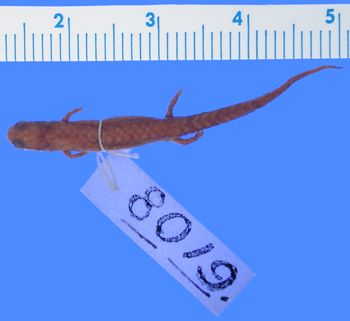 Media type: image; Herpetology A-8019